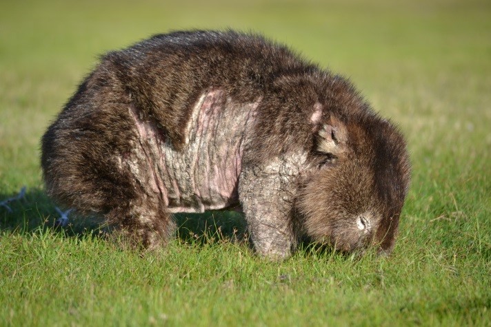 Report a Wombat 1