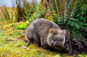 Wombat Mange 1